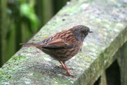 Dunnock . Wallpaper