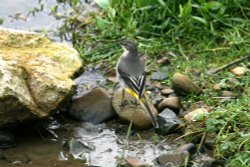 Grey Wagtail Female. Wallpaper