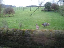 Springtime in Riley Green, Hoghton