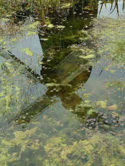 Reflection of Bursledon Mill in Pond