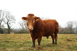 Magnificent Wallpaper