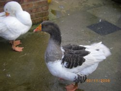 Tropical  Butterfly House Wallpaper