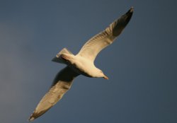 Herring Gull Wallpaper