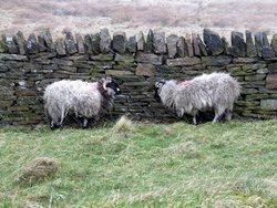 Winter sheep at Belmont Wallpaper