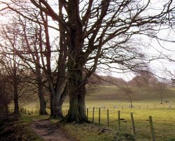 Allen Banks, near Haydon Bridge, Northumberland