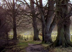 December Beech Trees