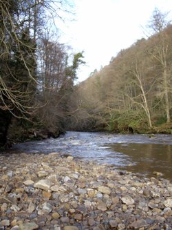 Allen Banks near Haydon Bridge
