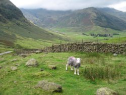 A local on the Wrynose Pass, Lake District, Cumbria.