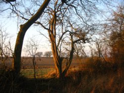 Around Up Nately Wallpaper