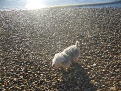 Boxing Day walk - with Boj