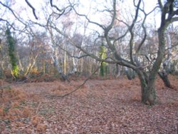 Hamble Common Wallpaper