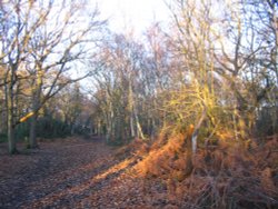 Hamble Common Wallpaper