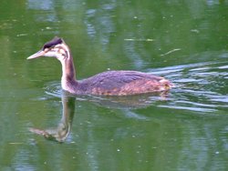 Great crested grebe (juvenile)....podiceps cristatus Wallpaper