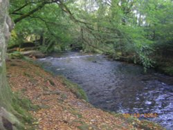 Trout River Wallpaper