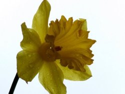 Daffodil