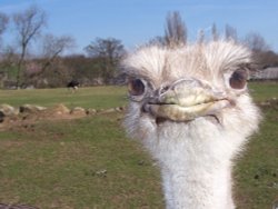Eden Ostrich world near Penrith