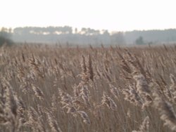 Winter Reed Beds