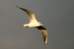 Black Headed Gull Wallpaper