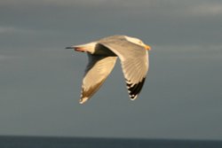 Herring Gull, Wallpaper
