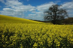 Rape Seed Wallpaper