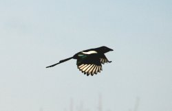 Magpie. Wallpaper