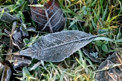An ice covered leaf near Hawthorn Wood. Wallpaper