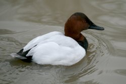 Canvasback Duck Male. Wallpaper