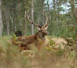 Red Deer