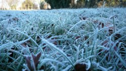 Morning Frost Wallpaper