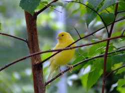 The new walkthrough aviary, East Park. Wallpaper