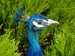 Peacock, East Park. Wallpaper