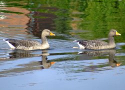 Greylag geese....anser anser Wallpaper
