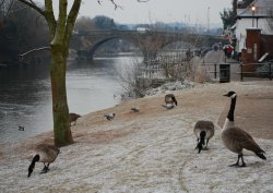 Riverside scene at Bewdley Jan 2009