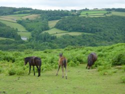 Lovely horses in beautiful landscape Wallpaper