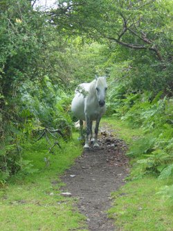 Shy horse hiding