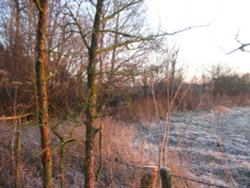 Early morning walk around Up Nately Wallpaper