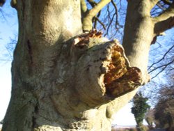 Tree monster ! Wallpaper