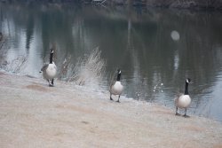No - it wasn't three Canada geese - it was three French hens! Wallpaper