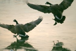 Canada Goose. Wallpaper