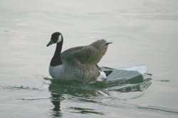 Canada Goose. Wallpaper