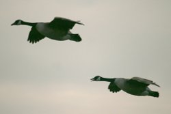 Canada Goose. Wallpaper