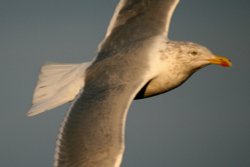 Herring Gull Wallpaper