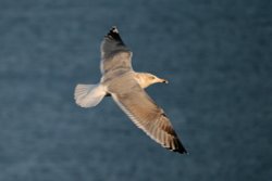 Herring Gull Juvenile. Wallpaper