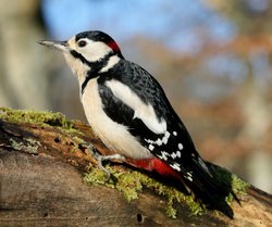 Spotted Woodpecker on a log Wallpaper