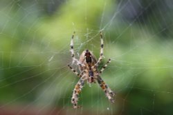 Spider in it's web - Close up Wallpaper