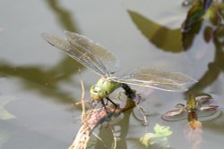 Dragonfly in the New Forest