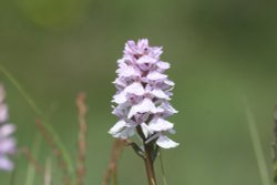 Bog Orchid - New Forest Wallpaper