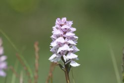 Bog Orchid - New Forest