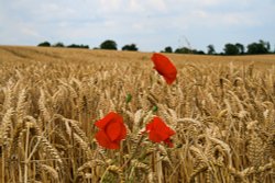 Poppies at the edge of  a cornfield Wallpaper