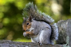 Grey Squirrel taking a snack. Wallpaper